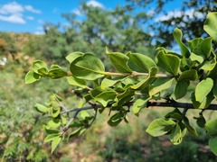 Vangueria parvifolia