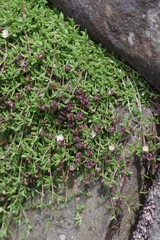 Delosperma grantiae