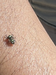 Carrhotus silanthi
