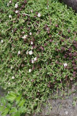 Delosperma grantiae