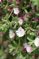 Delosperma grantiae