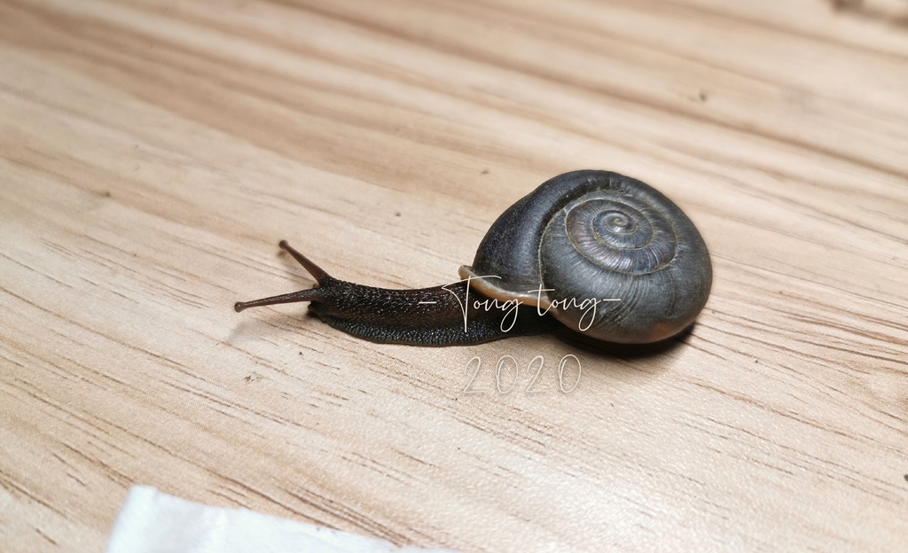 Stegodera