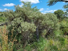 Ozoroa paniculosa
