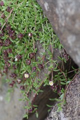 Delosperma grantiae
