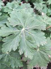 Geranium macrorrhizum