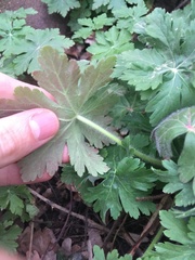 Geranium macrorrhizum