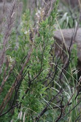 Bergbambos tessellata