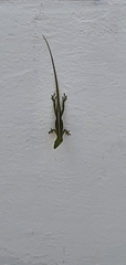 Anolis
