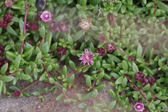 Delosperma grantiae