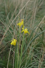 Moraea reticulata