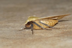 Herminiocala pallidoides