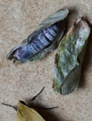 Herminiocala pallidoides