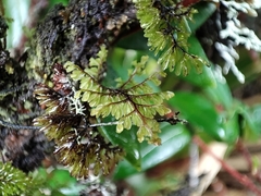 Hymenophyllum dentatum image