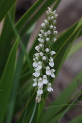 Brownleea parviflora