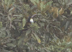 Andigena nigrirostris