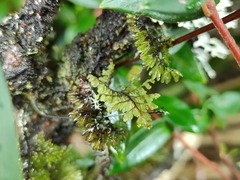 Hymenophyllum dentatum image
