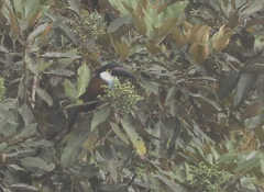 Andigena nigrirostris