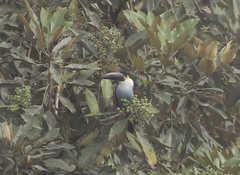 Andigena nigrirostris