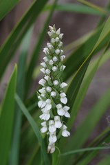 Brownleea parviflora