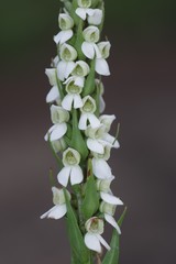 Brownleea parviflora