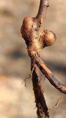 Callirhytis elliptica