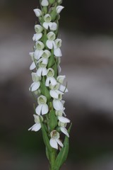 Brownleea parviflora
