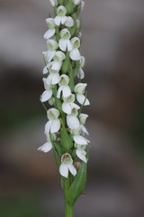 Brownleea parviflora