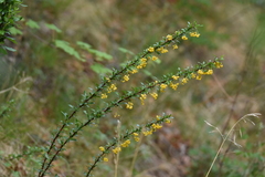 Berberis fendleri