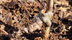 Callirhytis elliptica