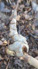 Callirhytis elliptica