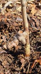 Callirhytis elliptica