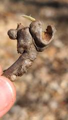 Callirhytis elliptica