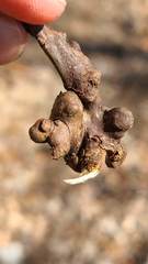 Callirhytis elliptica