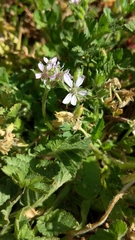 Erodium moschatum