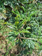 Vachellia robusta