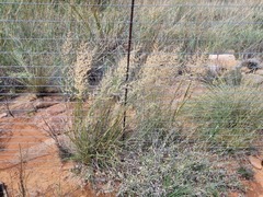 Eragrostis gummiflua