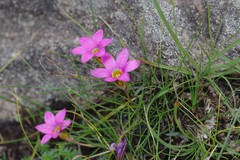 Romulea autumnalis