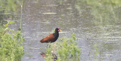 Jacana jacana