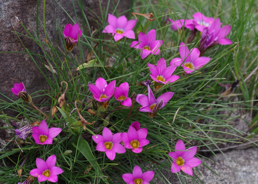 Romulea autumnalis