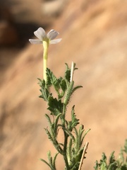 Jamesbrittenia pallida image