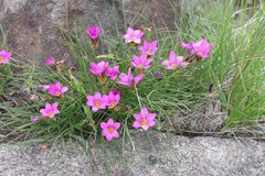 Romulea autumnalis