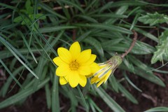 Gazania linearis linearis
