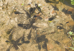 Rhinella arenarum