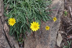 Gazania linearis linearis