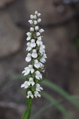 Brownleea parviflora
