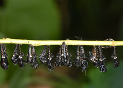 Chrysomela confluens