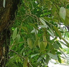 Phlegmariurus carinatus