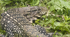 Salvator merianae