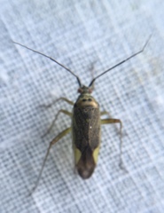 Closterotomus trivialis