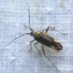 Closterotomus trivialis